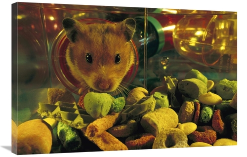 Global Gallery GCS-453380-2436-142 24 x 36 in. Golden Hamster Looking 