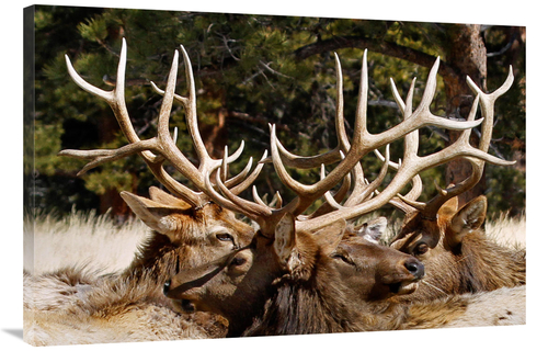 Global Gallery GCS-486585-40-142 40 in. Antler Show Art Print - Vic Sc