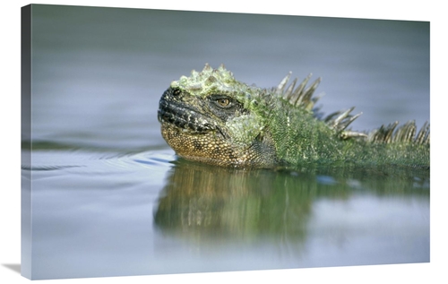 Global Gallery GCS-451353-2436-142 24 x 36 in. Marine Iguana, Punt