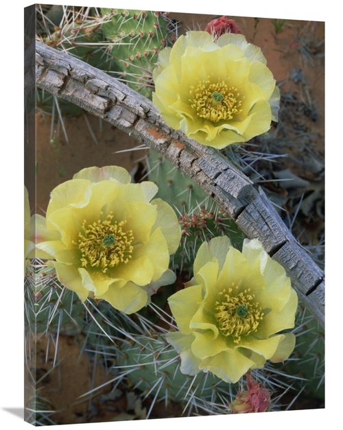 Global Gallery GCS-396210-2432-142 24 x 32 in. Plains Pricklypear Arch