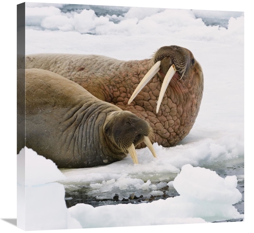 Global Gallery GCS-452706-2424-142 24 x 24 in. Walrus Male & Female on