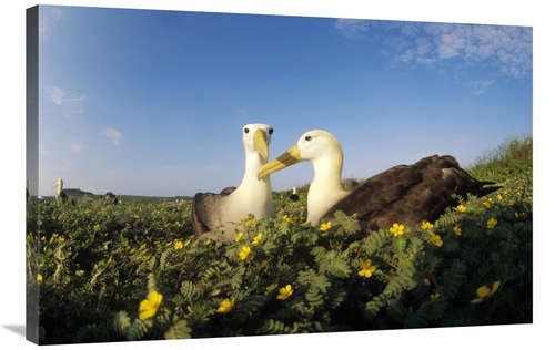 Global Gallery GCS-451359-2436-142 24 x 36 in. Waved Albatross Pair Bo