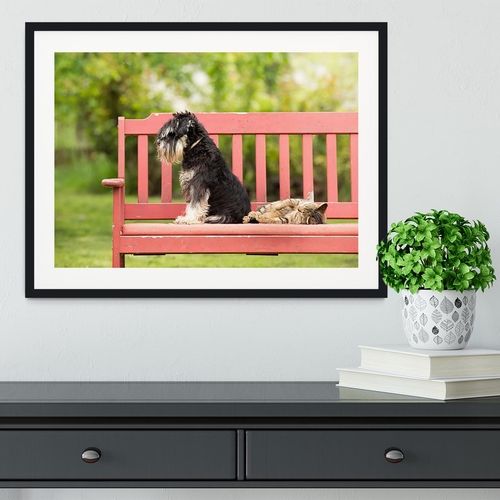 Miniature schnauzer turned back to its cat friend Framed Print