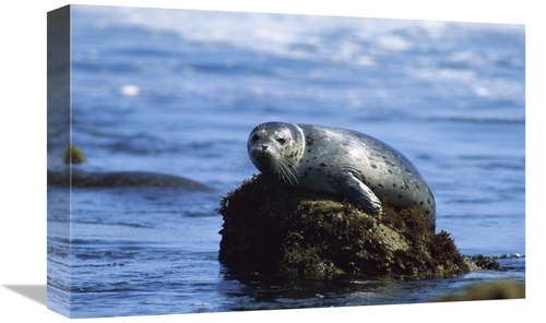 Global Gallery GCS-452736-1218-142 12 x 18 in. Harbor Seal Hauled Out 