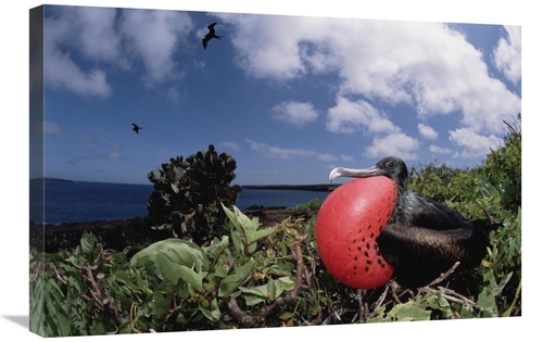 Global Gallery GCS-451524-2030-142 20 x 30 in. Great Frigatebird Male 