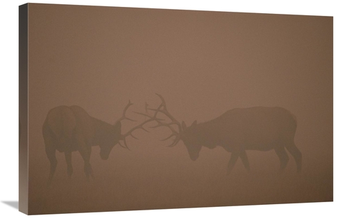 Global Gallery GCS-451879-2030-142 20 x 30 in. Elk Pair of Bulls Fight