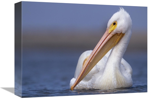 Global Gallery GCS-396064-1216-142 12 x 16 in. American White Pelican 