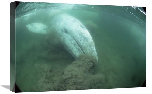 Global Gallery GCS-450591-1624-142 16 x 24 in. Gray Whale Filter Feedi