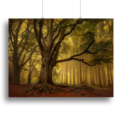 Old Tree Canvas Print or Poster