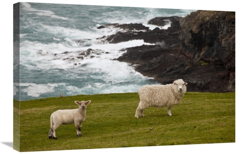 Global Gallery GCS-397810-2030-142 20 x 30 in. Domestic Sheep & Lamb N