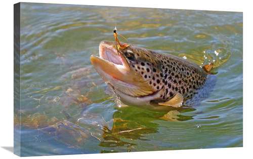 Global Gallery GCS-486440-30-142 30 in. Brown Trout Art Print - Vic Sc