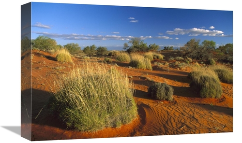 Global Gallery GCS-452564-1218-142 12 x 18 in. Spinifex Grass Growing 