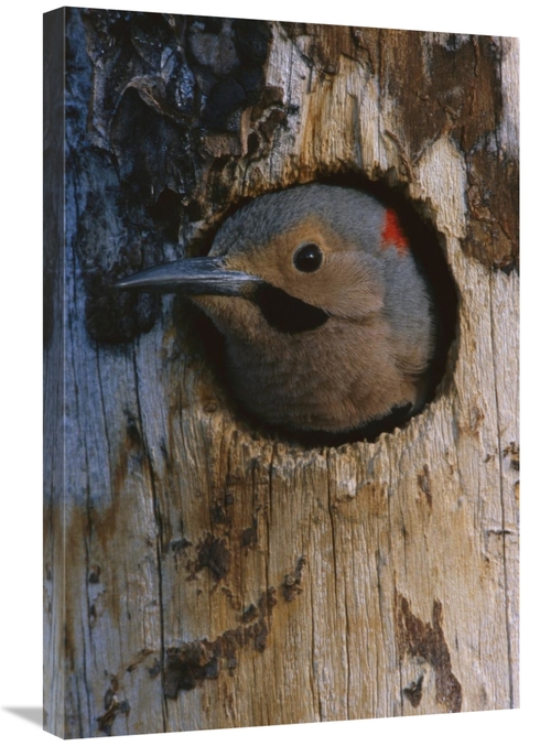 Global Gallery GCS-451927-2030-142 20 x 30 in. Northern Flicker Woodpe