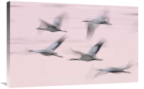 Global Gallery GCS-395687-2436-142 24 x 36 in. Common Cranes in Flight