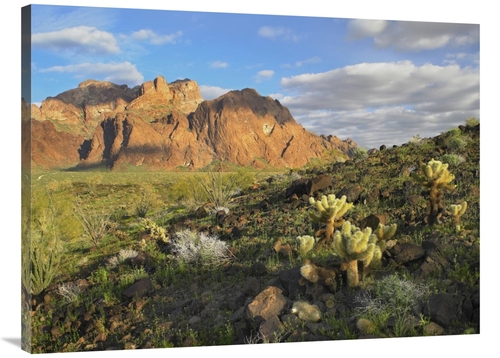 Global Gallery GCS-397023-3040-142 30 x 40 in. Opuntia Cactus & Other 