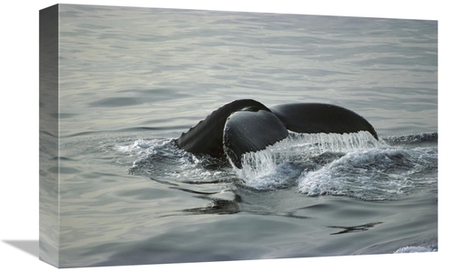 Global Gallery GCS-451711-1218-142 12 x 18 in. Humpback Whale Tail&#44