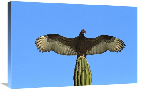 Global Gallery GCS-453309-2030-142 20 x 30 in. Turkey Vulture Perching