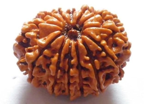 12 Mukhi Rudraksha Original Certified Rudraksha Beads Loose With