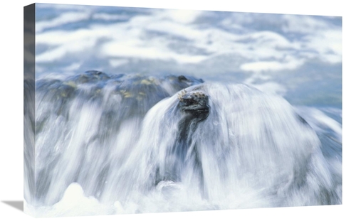 Global Gallery GCS-451158-1624-142 16 x 24 in. Marine Iguana Grazing o