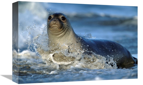 Global Gallery GCS-396615-1218-142 12 x 18 in. Northern Elephant Seal 