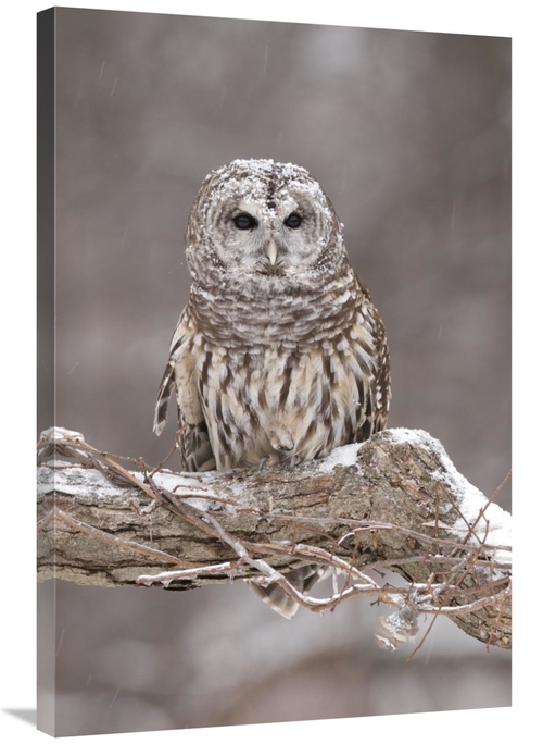 Global Gallery GCS-397355-2436-142 24 x 36 in. Barred Owl in Winter&#4