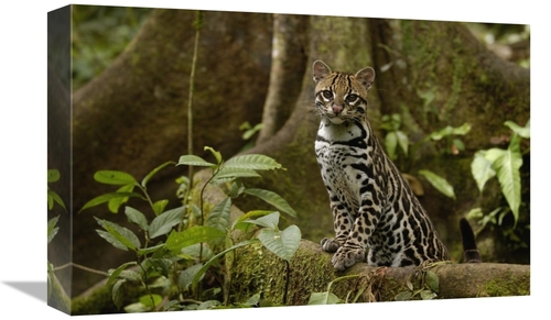 Global Gallery GCS-453161-1218-142 12 x 18 in. Ocelot Standing on Butt