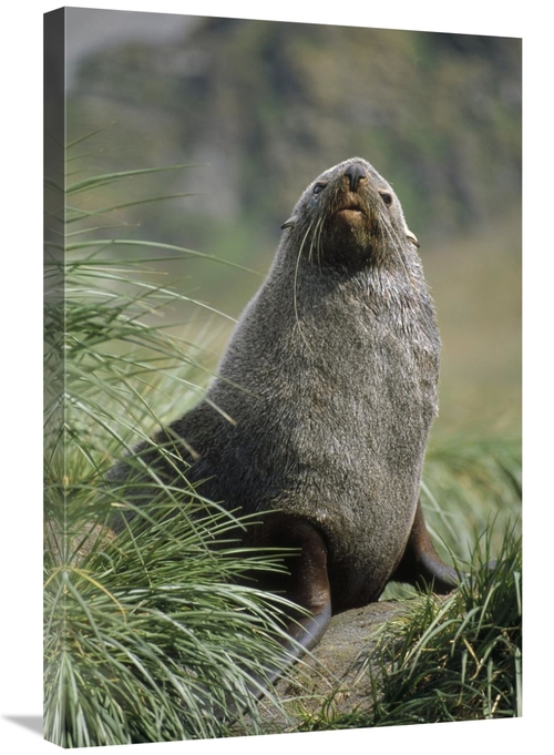 Global Gallery GCS-451309-2030-142 20 x 30 in. Antarctic Fur Seal Bull