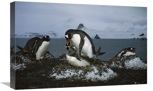 Global Gallery GCS-451715-1624-142 16 x 24 in. Gentoo Penguin Pair Mat