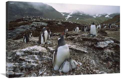 Global Gallery GCS-453006-2436-142 24 x 36 in. Gentoo Penguin Parent &