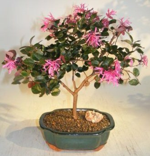 Flowering Chinese Fringe Bonsai Tree (loropetalum chinensis)