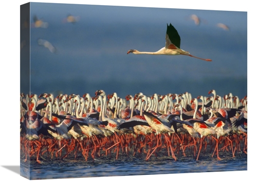 Global Gallery GCS-396411-1620-142 16 x 20 in. Lesser Flamingo Flying 