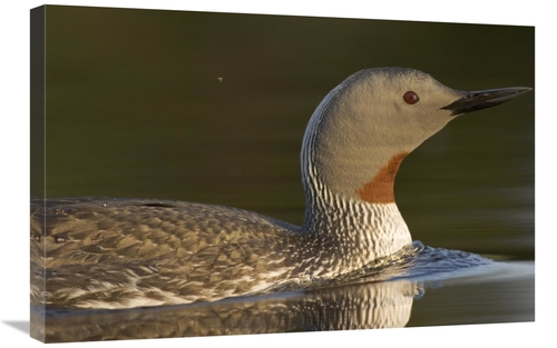 Global Gallery GCS-451936-2030-142 20 x 30 in. Red-Throated Loon in Wa