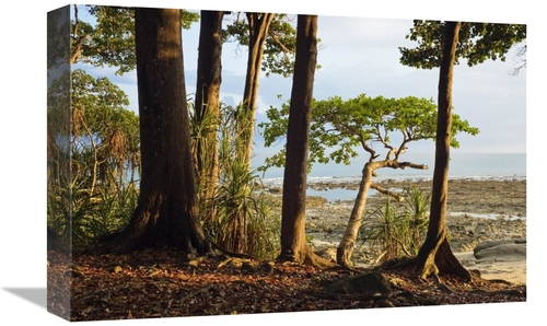 Global Gallery GCS-453634-1218-142 12 x 18 in. Coastal Rainforest,