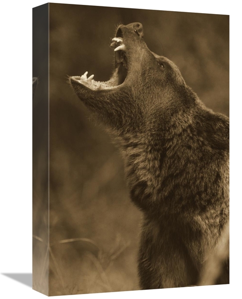 Global Gallery GCS-450499-1216-142 12 x 16 in. Grizzly Bear Calling&#4