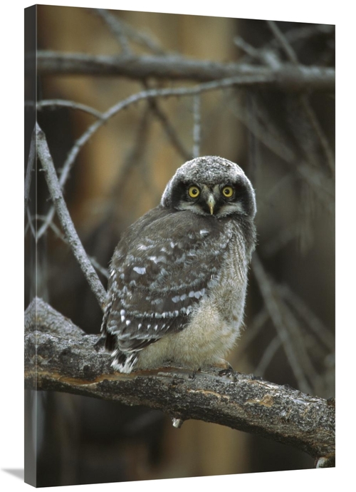 Global Gallery GCS-453320-2436-142 24 x 36 in. Northern Hawk Owl Chick