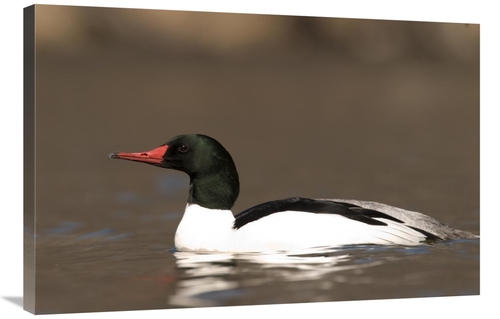 Global Gallery GCS-397409-2436-142 24 x 36 in. Common Merganser Male S