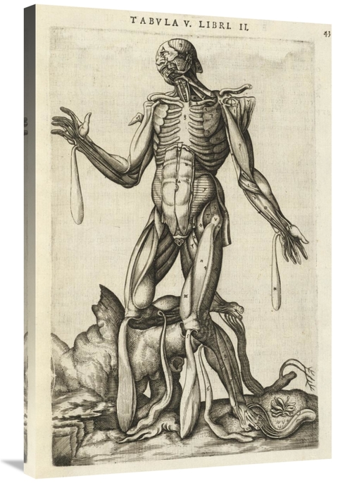 Global Gallery GCS-454962-2436-142 24 x 36 in. Male Figure with Muscle