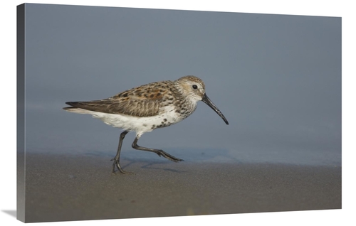 Global Gallery GCS-453329-2436-142 24 x 36 in. Dunlin Walking Along Sh
