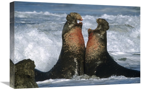 Global Gallery GCS-396459-1624-142 16 x 24 in. Northern Elephant Seal 