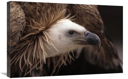 Global Gallery GCS-453589-2030-142 20 x 30 in. Griffon Vulture Adult P
