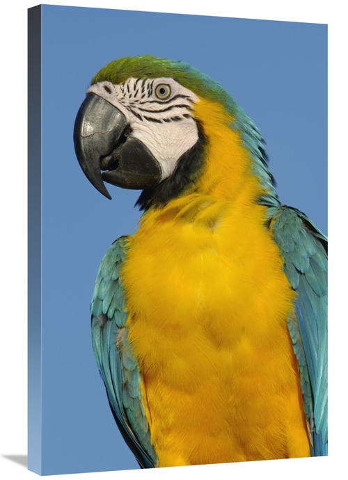 Global Gallery GCS-453228-2030-142 20 x 30 in. Blue & Yellow Macaw Por