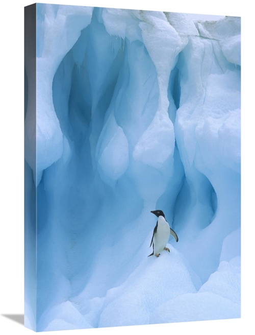 Global Gallery GCS-397777-1624-142 16 x 24 in. Adelie Penguin on Icebe