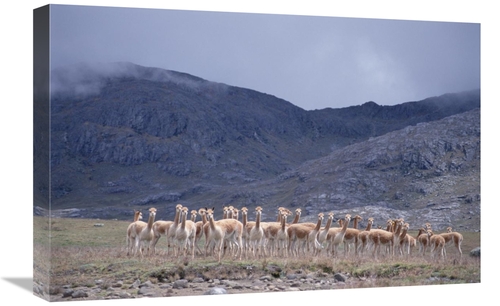 Global Gallery GCS-451502-1624-142 16 x 24 in. Vicuna Bachelor Male Tr