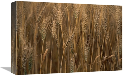 Global Gallery GCS-395760-1218-142 12 x 18 in. Commercial Hybrid Wheat