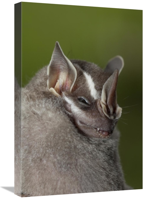 Global Gallery GCS-395557-1624-142 16 x 24 in. Leaf-Nosed Bat, Ama