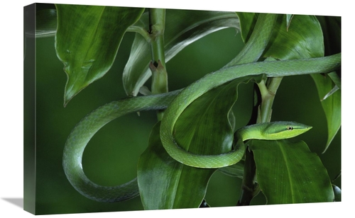 Global Gallery GCS-397239-1624-142 16 x 24 in. Green Vine Snake Camouf