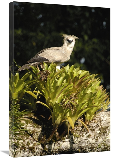 Global Gallery GCS-453205-2030-142 20 x 30 in. Harpy Eagle Chick in A 