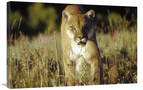 Global Gallery GCS-396986-2436-142 24 x 36 in. Mountain Lion or Cougar
