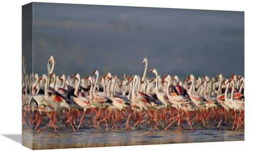 Global Gallery GCS-395929-1218-142 12 x 18 in. Greater Flamingo & Less