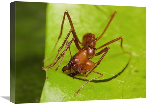 Global Gallery GCS-452680-1824-142 18 x 24 in. Leafcutter Ant Ant Cutt